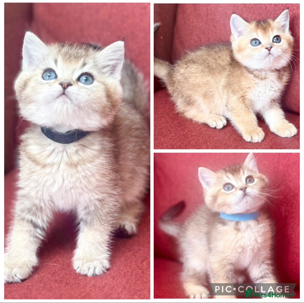 British Shorthair cats Gorgeous Golden GCCF British shorthairs - Advert 1