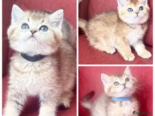 British Shorthair cats Gorgeous Golden GCCF British shorthairs - Advert 1
