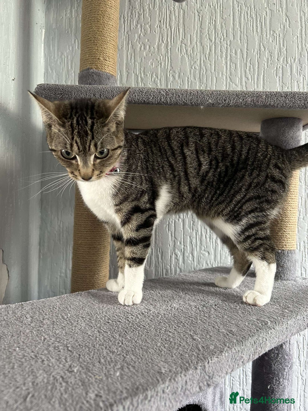 Mixed Breed cats for sale: Female Cat For Sale - Image 2