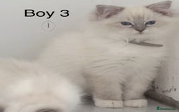 Ragdoll cats for sale: 6 Randall kittens  - Image 3