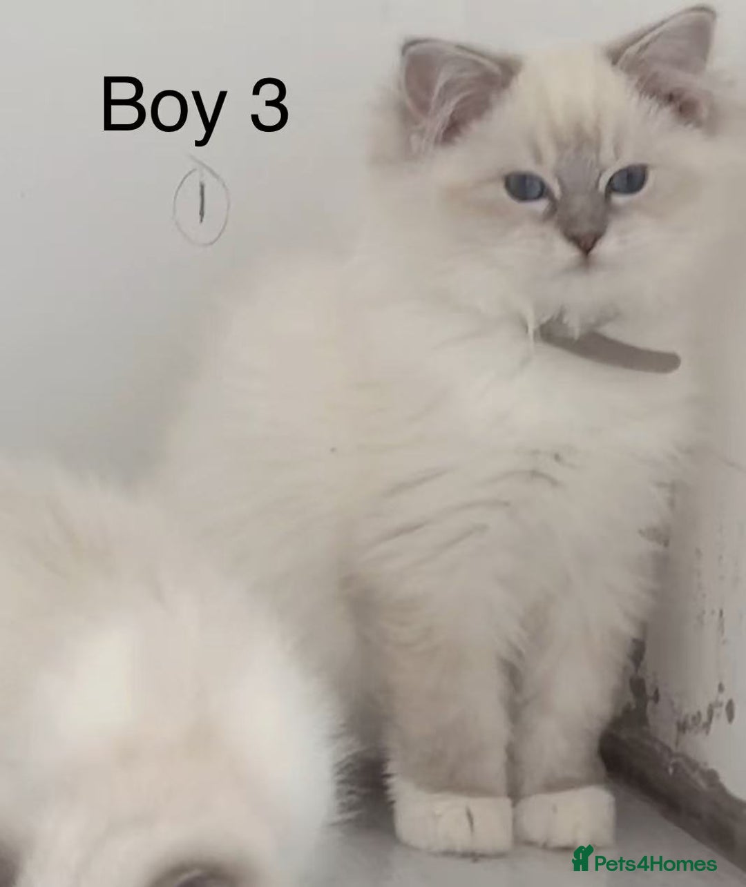 Ragdoll cats for sale: 6 Randall kittens  - Image 3