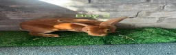 Rex rabbits for sale: Rex rabbit bunny’s  in Romney Marsh - Advert 4
