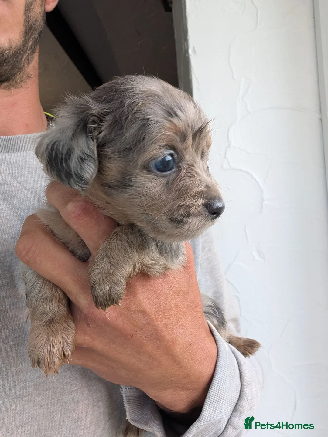 Mixed Breed dogs for sale: 4 beautiful French dachshund available  in Llanelli - Advert 2