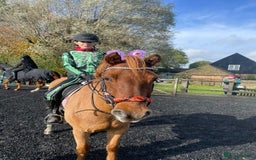 Connemara horses for sale: Looking for a forever home - Image 4