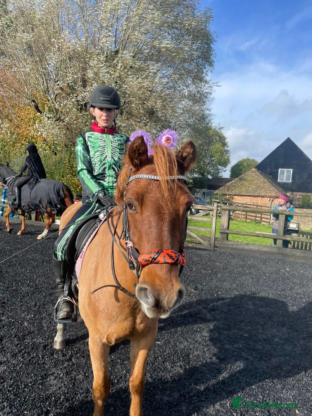 Connemara horses for sale: Looking for a forever home - Image 4