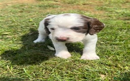 English Springer Spaniel dogs for sale: FTAW Bred Puppies from excellent lines - Image 17