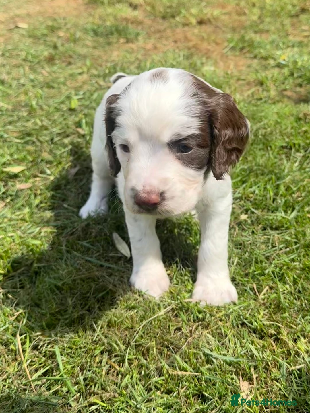 English Springer Spaniel dogs for sale: FTAW Bred Puppies from excellent lines - Image 17