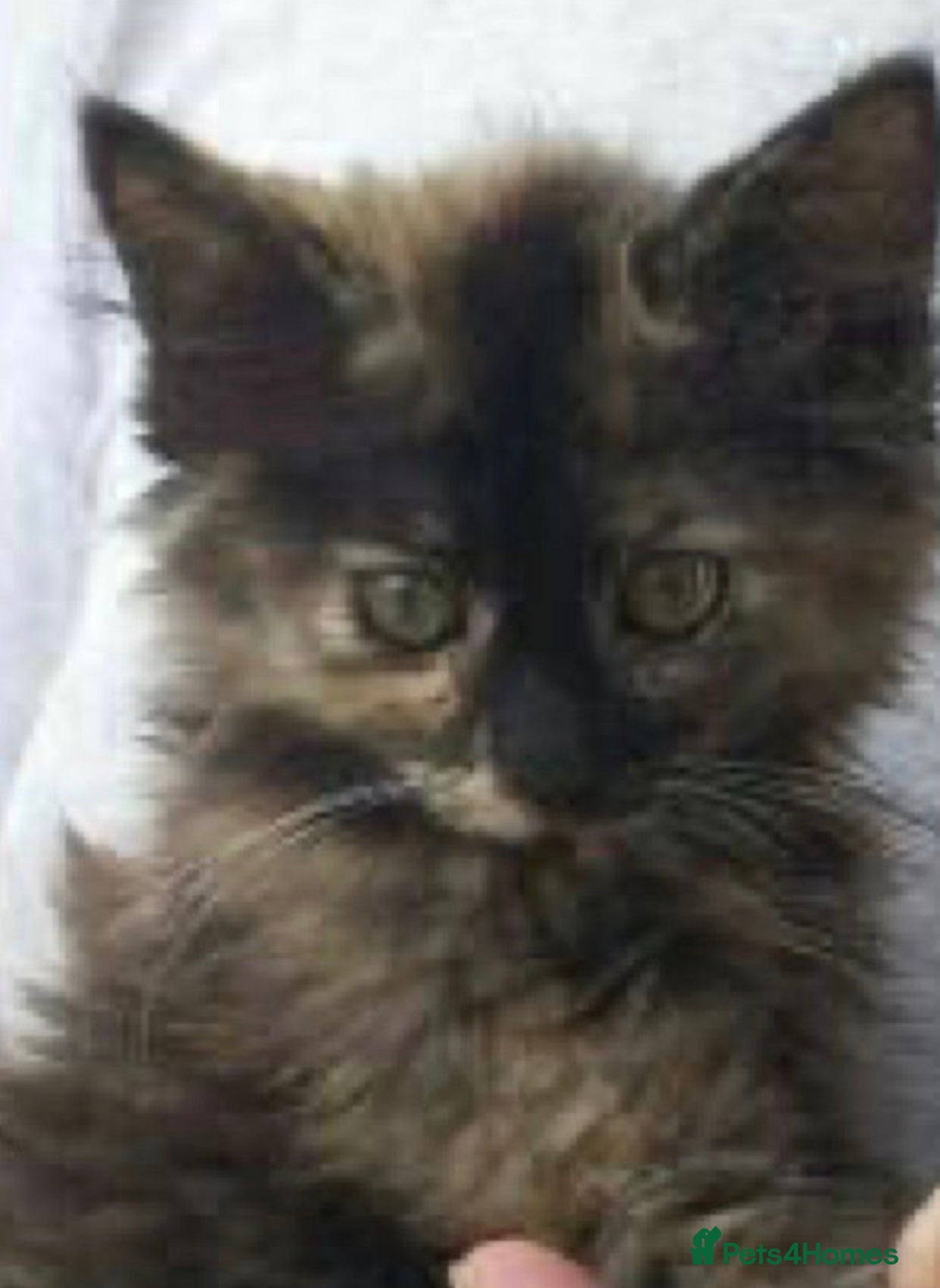 Mixed Breed cats Adorable ragdoll cross kittens - Advert 8