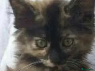 Mixed Breed cats Adorable ragdoll cross kittens - Advert 5