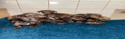Dachshund dogs for sale: Miniature dachshund - Advert 32