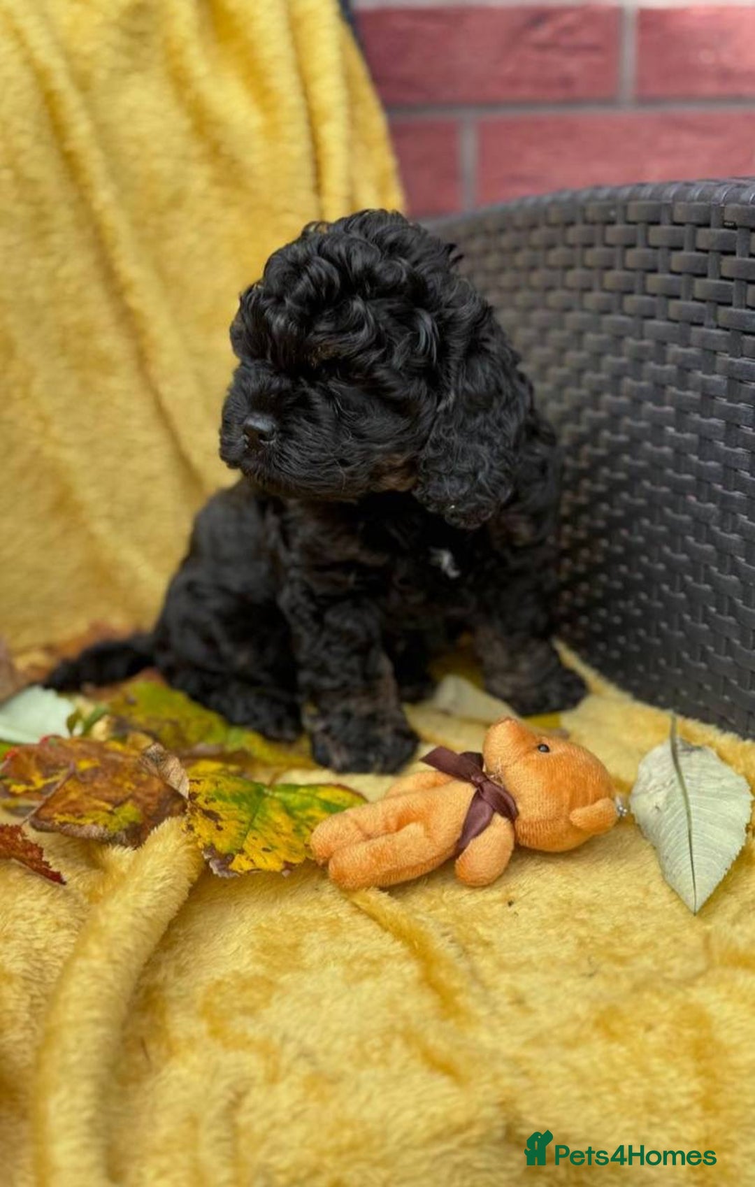 Cockapoo dogs for sale: Gorgeous 3-Month-Old F1 American Cockapoo Girl - Advert 3