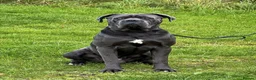 Cane Corso dogs for sale:  Male Cane Corso for experienced home in Dundee - Advert 5