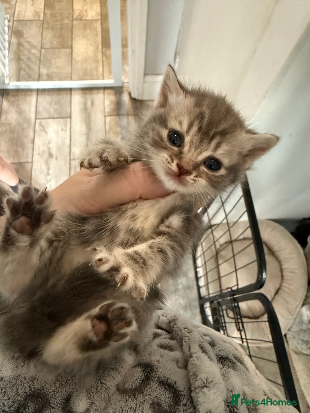 Mixed Breed cats for sale: 6 British Shorthair cross kittens  - Image 9
