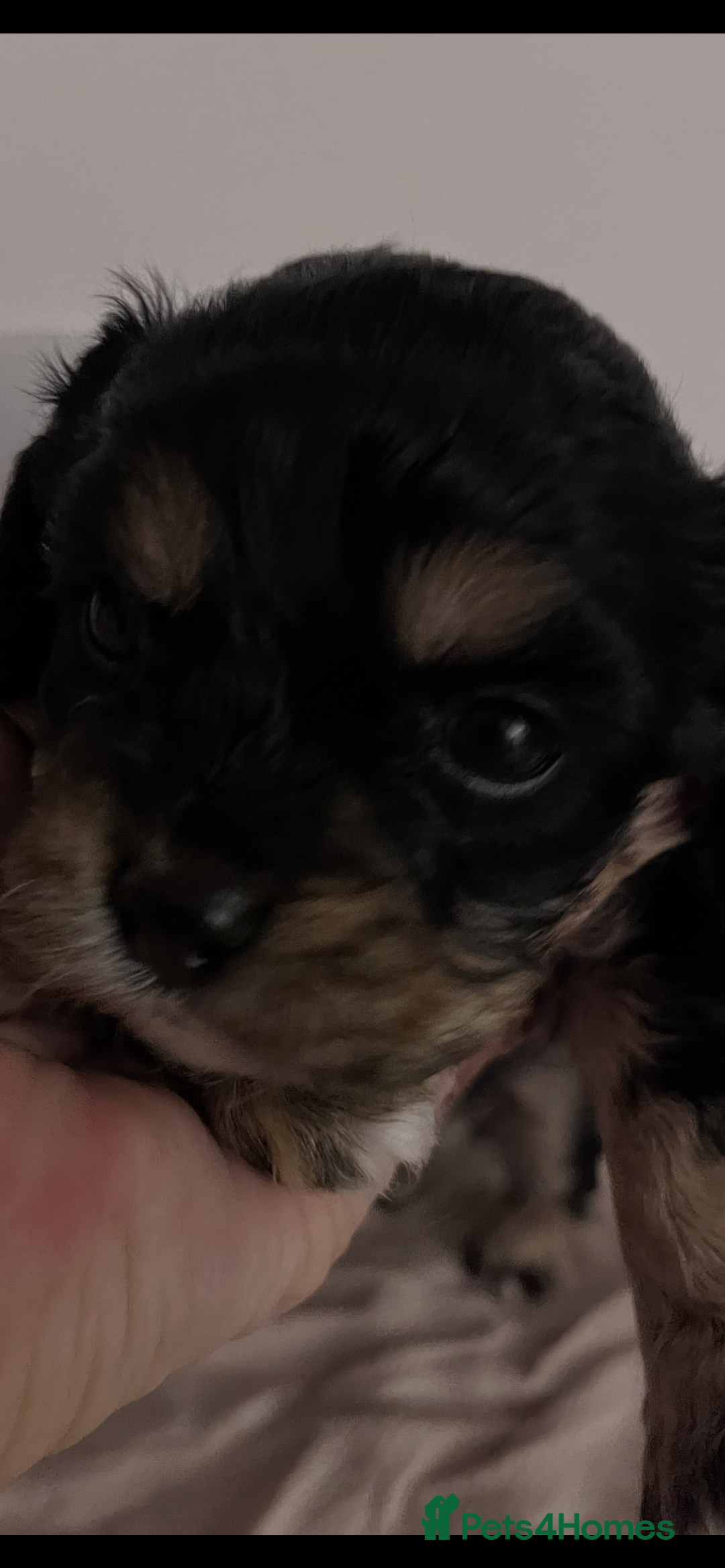 Cavapoo dogs for sale: STUNNING F1b REVERSE Cavapoos - Advert 24