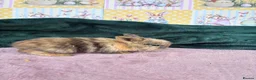 Mini Lop rabbits for sale: MINI LOPS🌸💙 - Advert 2