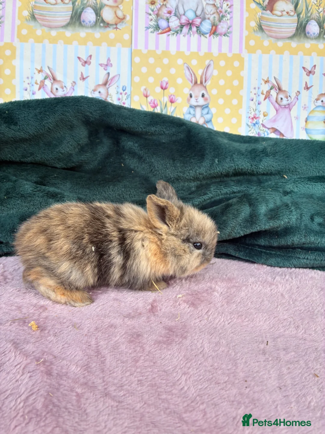Mini Lop rabbits for sale: MINI LOPS🌸💙 - Advert 2