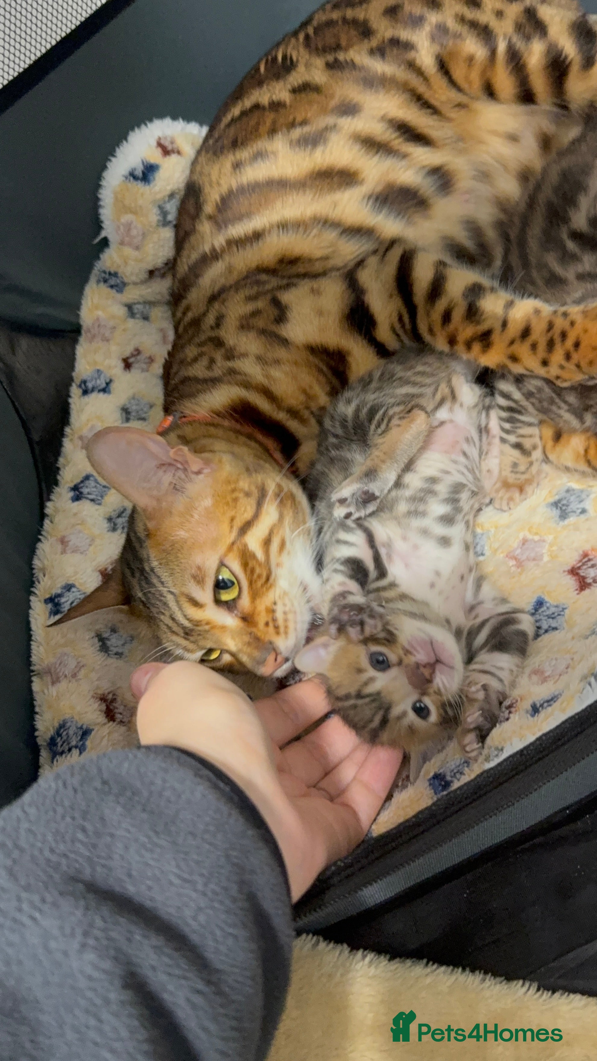 Bengal cats Pure Bengal Female kittens - Advert 14