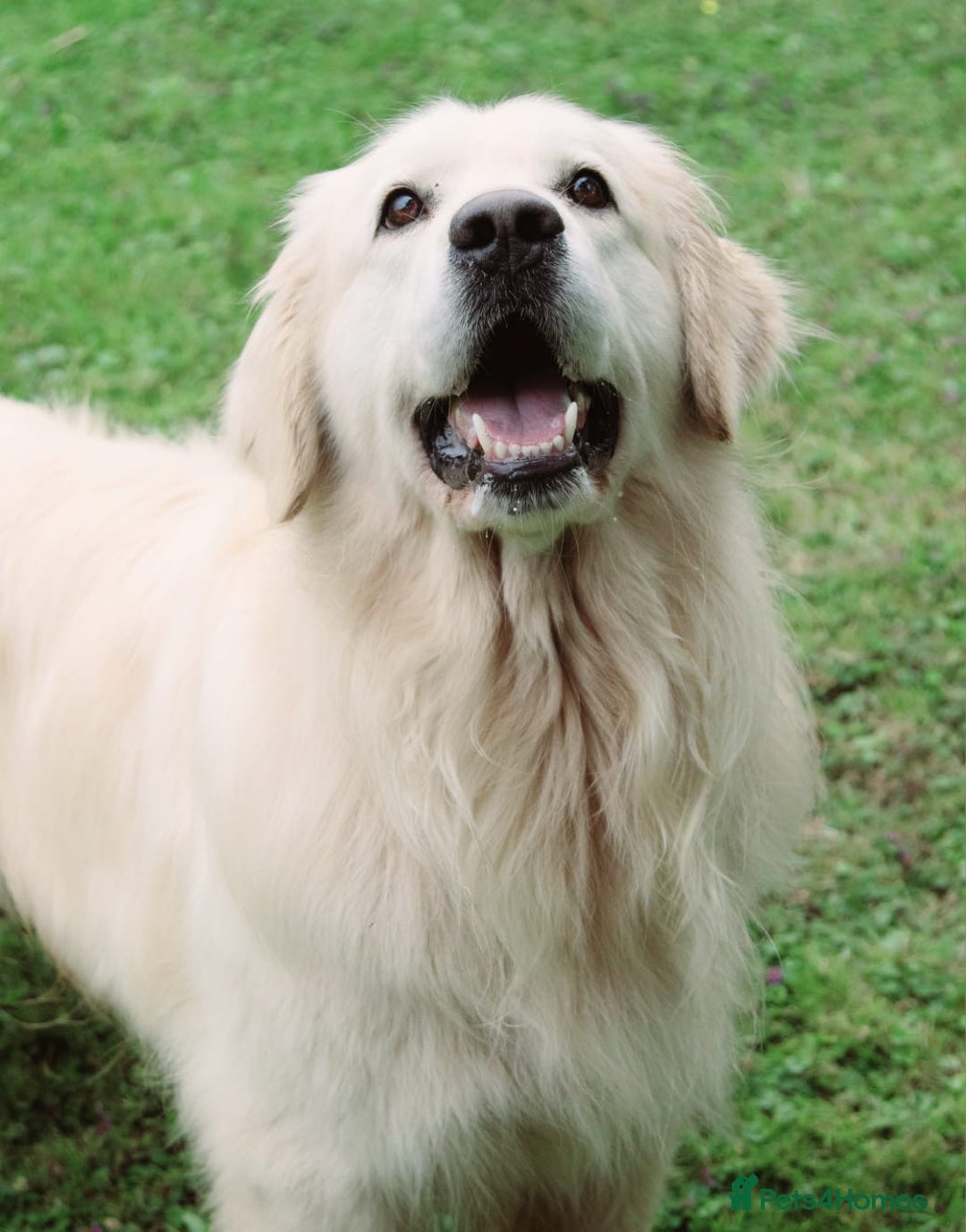 Golden Retriever dogs for stud: OUTSTANDING PEDIGREE EXCEPTIONALLY HEALTH TESTED in Doncaster - Image 7