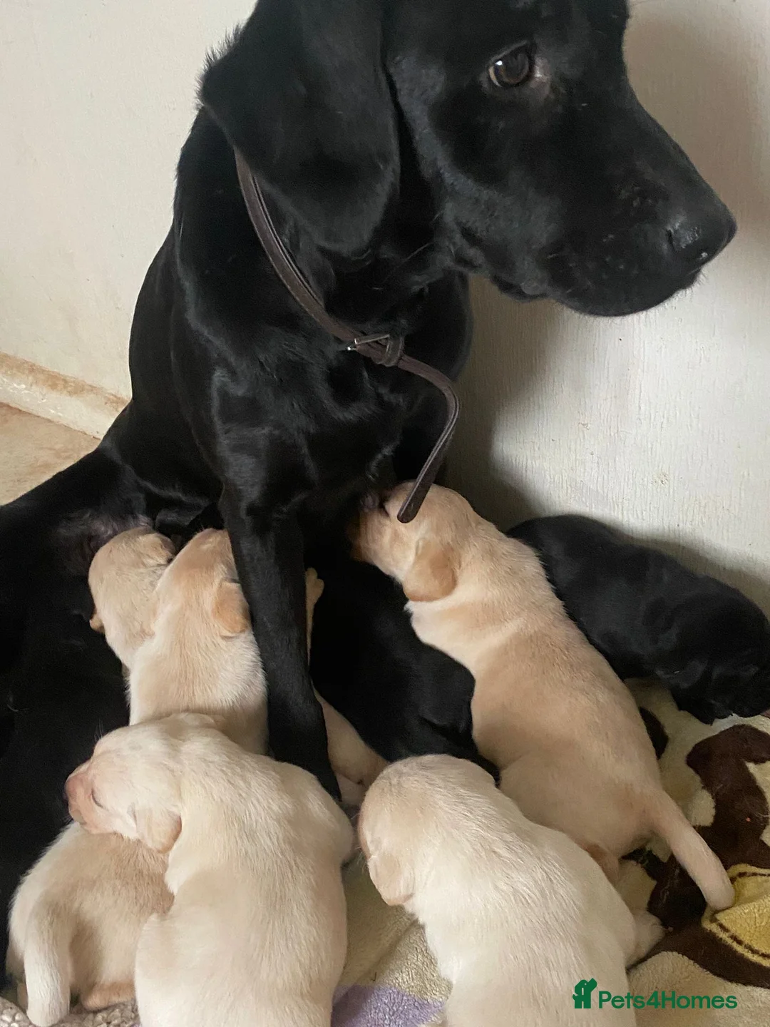 Labrador Retriever dogs for sale: Lovely Labrador puppies  in Bourne - Advert 27