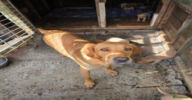 Labrador Retriever dogs - Advert 1
