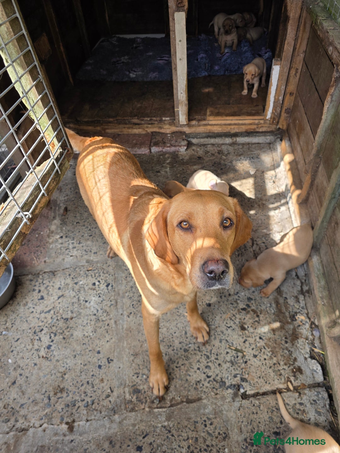 Labrador Retriever dogs for sale: Kc reg  yellow lab puppies 🐶  - Image 14