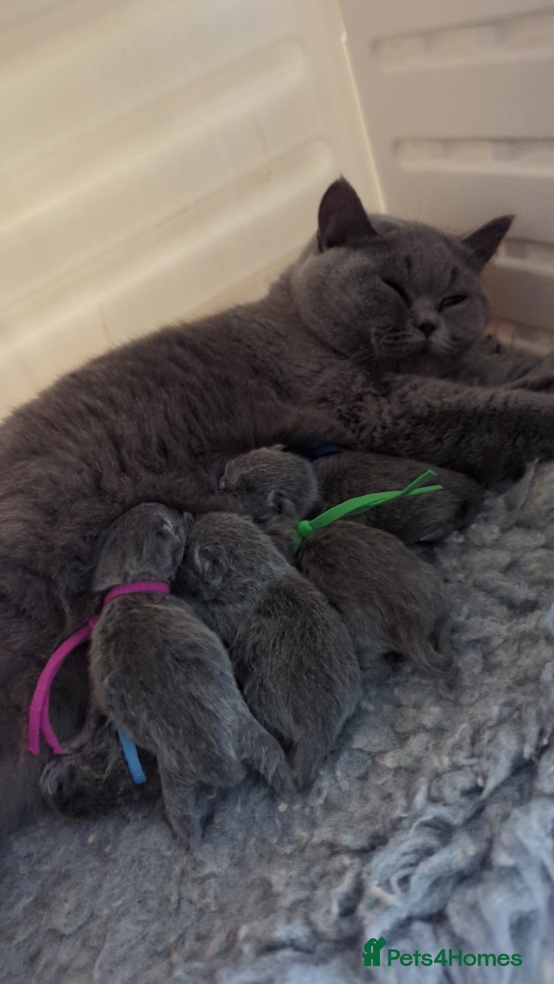 British Shorthair cats for stud: Champion GCCF British Shorthair stud in Derby - Advert 3