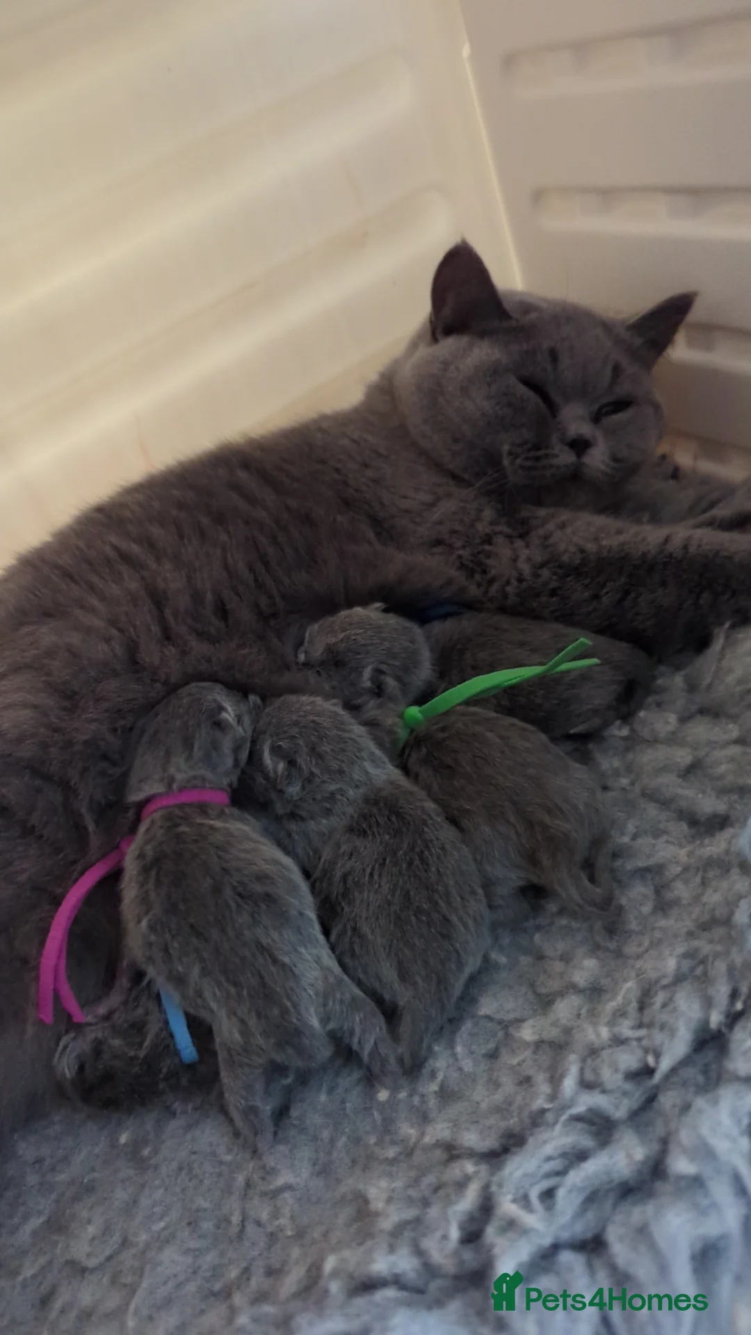 British Shorthair cats for stud: Champion GCCF British Shorthair stud in Derby - Advert 3