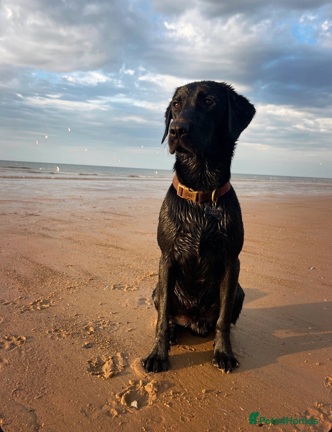 Labrador Retriever dogs for stud: Traditional Working Type Black Labrador Stud - Image 5