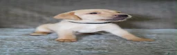 Labrador Retriever dogs for sale: Kennel Club Registered Labrador Puppies  - Advert 14