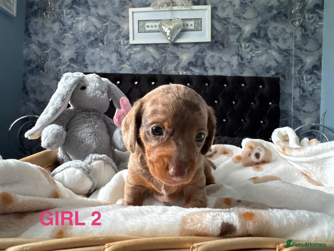 Dachshund dogs for sale: STUNNINGLY,  GORGEOUS DACHSHUND PUPPIES 🐶 😍  - Image 8