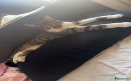 Bengal cats for sale: 1 year old female cat for sale  - Image 2