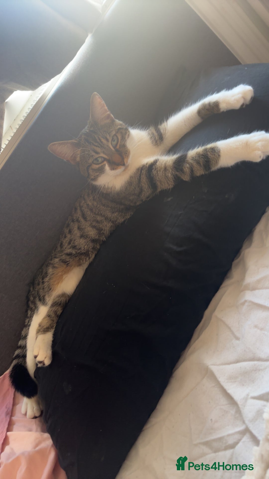 Bengal cats for sale: 1 year old female cat for sale  - Image 2