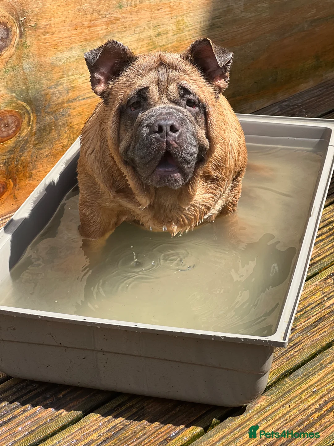 English Bulldog dogs for sale: English bulldog cross chow - Advert 1