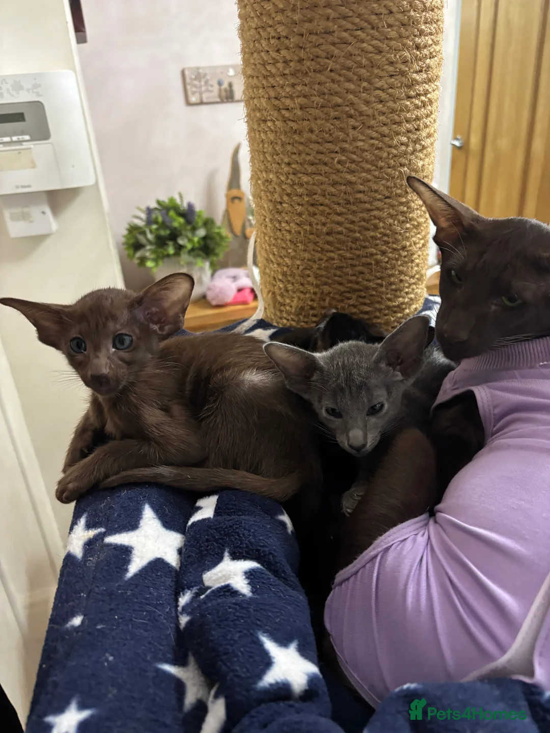 Oriental cats for sale: AMAZING ORIENTALS - Advert 3