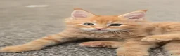 Maine Coon cats for sale: Red Tabby Maine Coons  - Advert 14