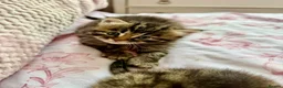 Siberian cats for sale: Gorgeous Fluffy Kittens! - Advert 7