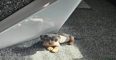 Dachshund dogs in Redcar - Advert 3