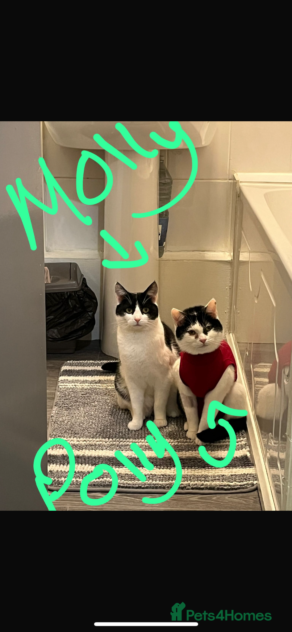 Mixed Breed cats 4 cats- URGENT PLEASE READ DESCRIPTION  - Advert 6