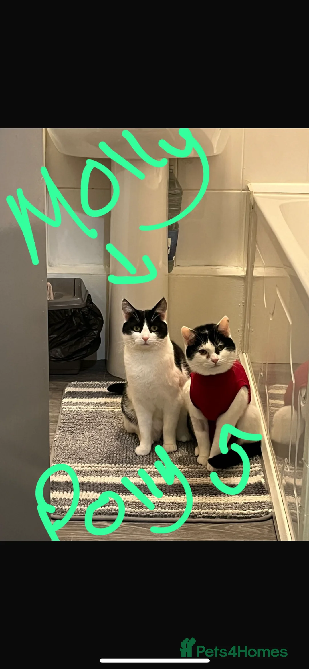 Mixed Breed cats for sale: 4 cats- URGENT PLEASE READ DESCRIPTION  - Advert 1