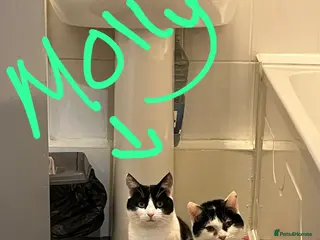 Mixed Breed cats 4 cats- URGENT PLEASE READ DESCRIPTION - Advert 6