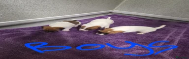 Jack Russell Puppy 1