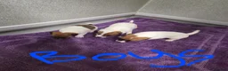Jack Russell dogs for sale: Jack russell pups  in Stevenston - Advert 12