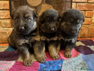 German Shepherd dogs Quality Litter GSD Puppy’s @ Icepack - Advert 6