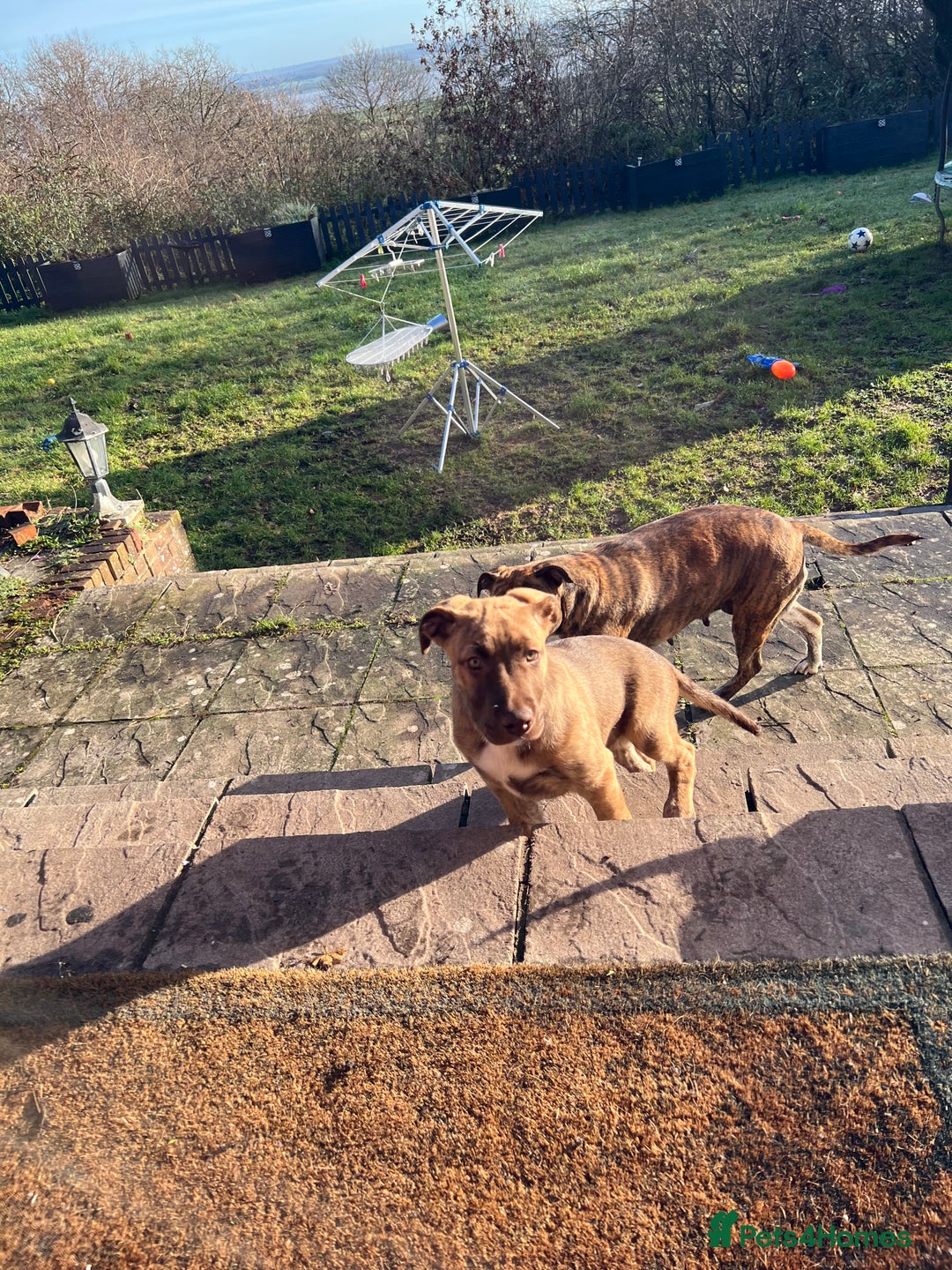 Mixed Breed dogs for sale: Staffy x Australian Kelpie  - Advert 34
