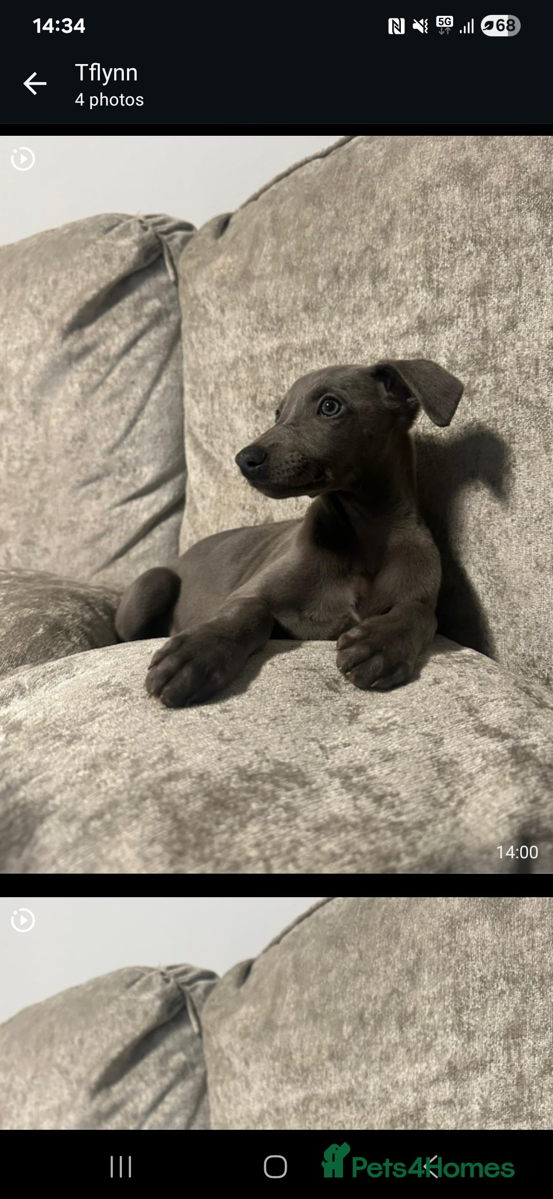 Whippet dogs for sale: CHAMPION SHOW BLOOD KC WHIPPET PUPS - Advert 14