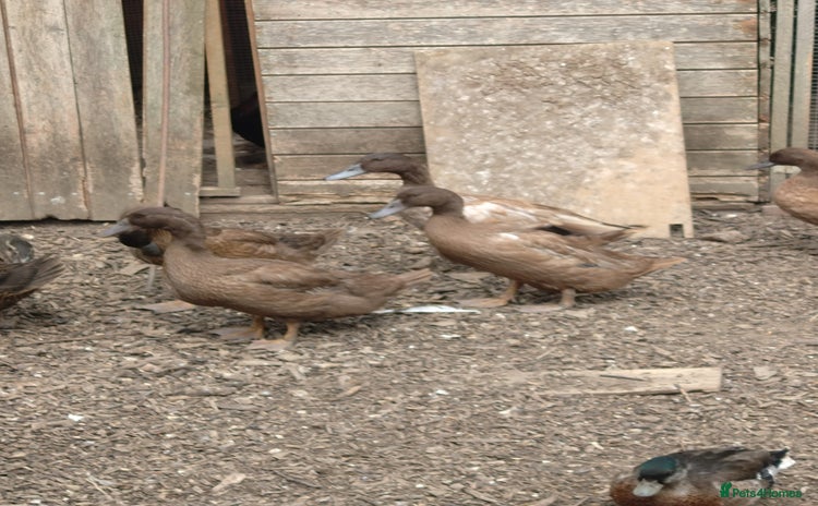 Ducks poultry - Advert 11