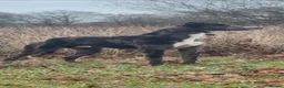Lurcher dogs for sale: Top quality Lurcher puppies - Advert 33