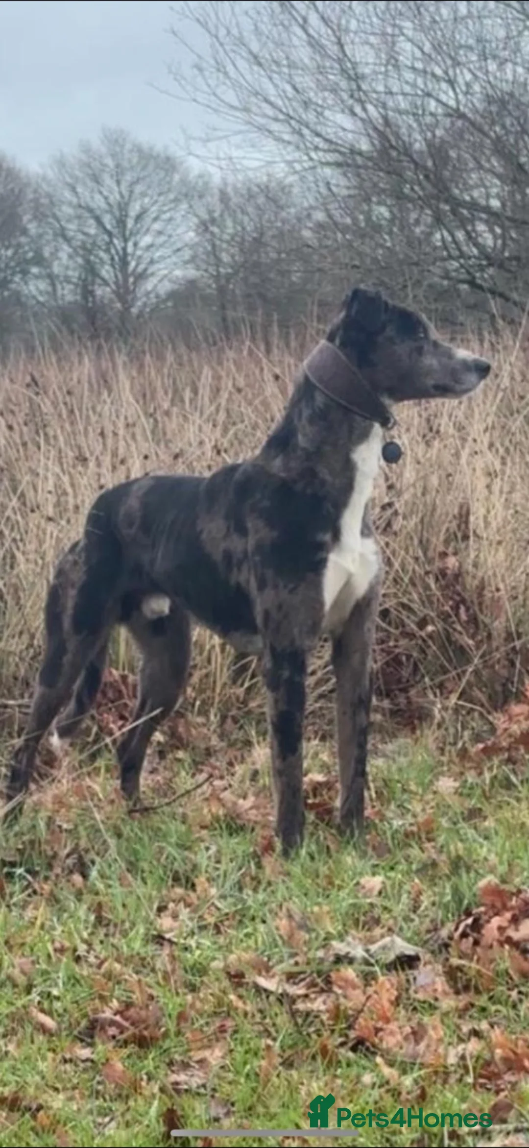 Lurcher dogs for sale: Top quality Lurcher puppies - Advert 33