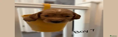 Cocker Spaniel 7