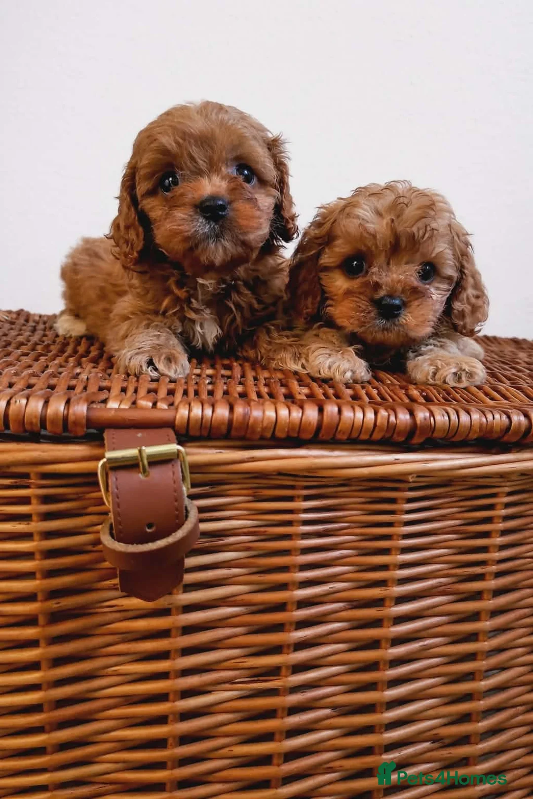 Cavapoo dogs for sale: Beautiful Cavapoo puppies available  - Advert 6